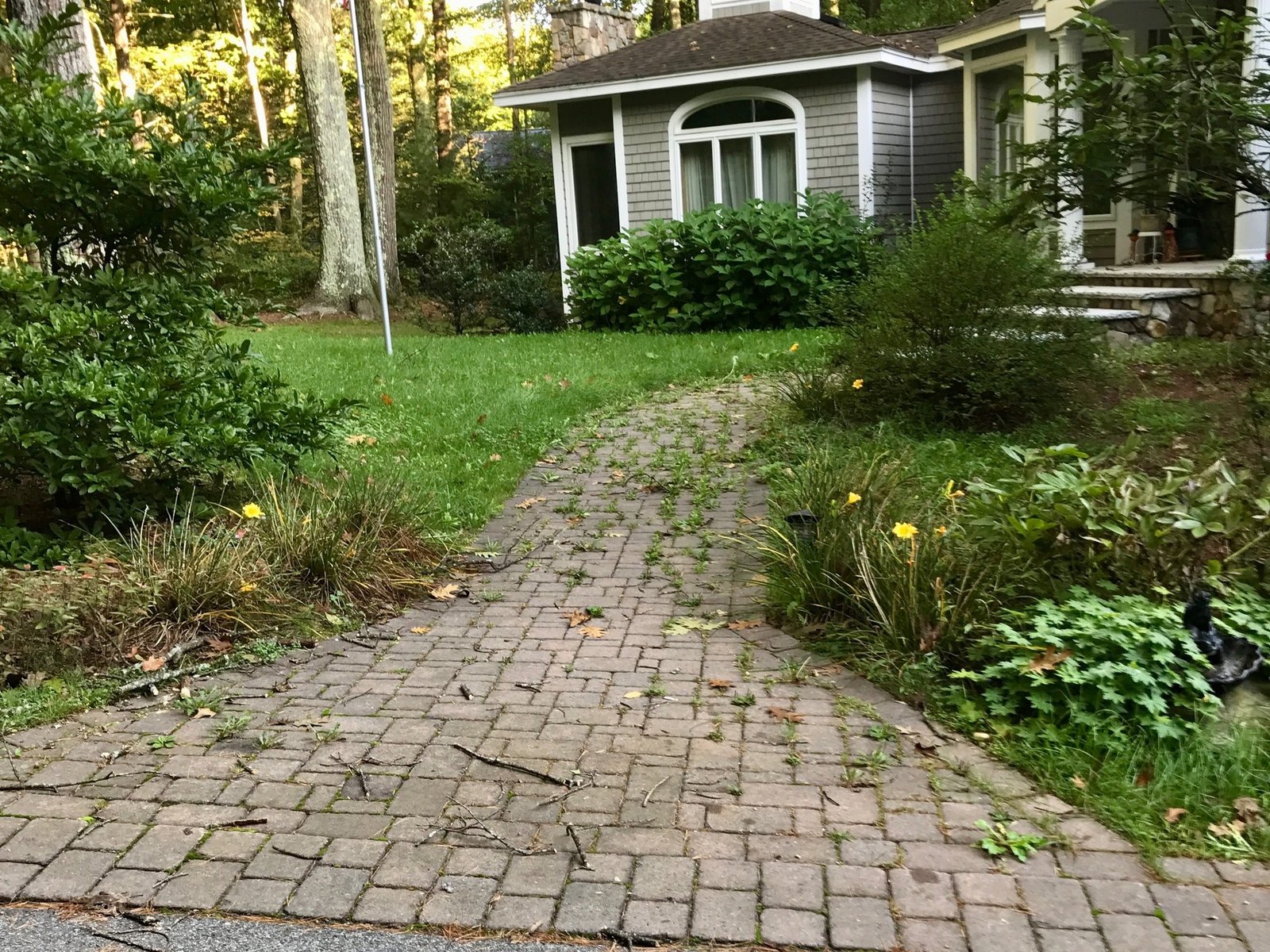 Overgrown paver walkway with weeds pushing up between the stones and untrimmed beds on either side