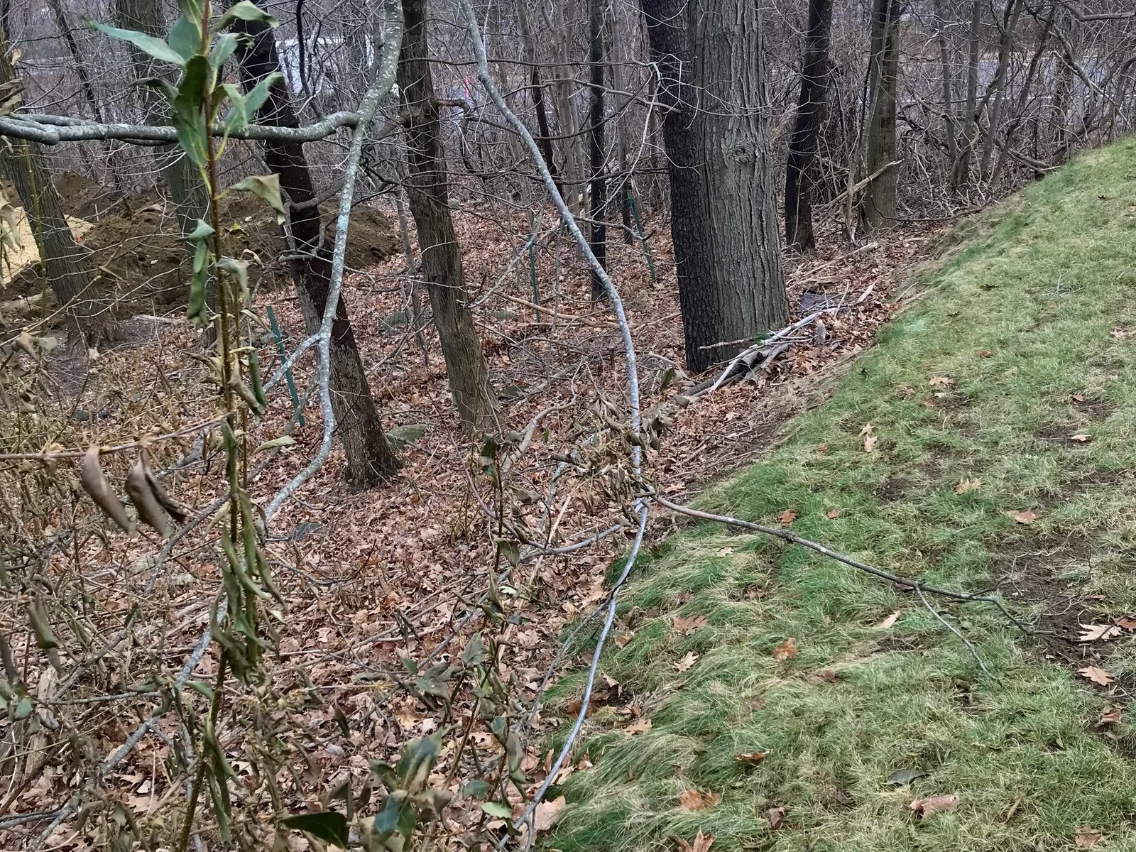 Steep embankment choked with brush, saplings and fallen branches